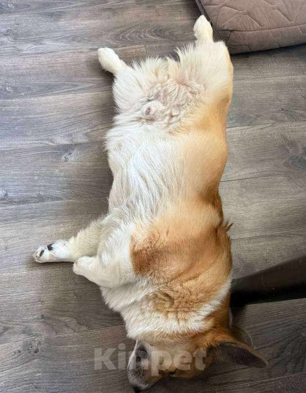 Собаки в Санкт-Петербурге: Продам Корги Пемброк Мальчик, Бесплатно - фото 4