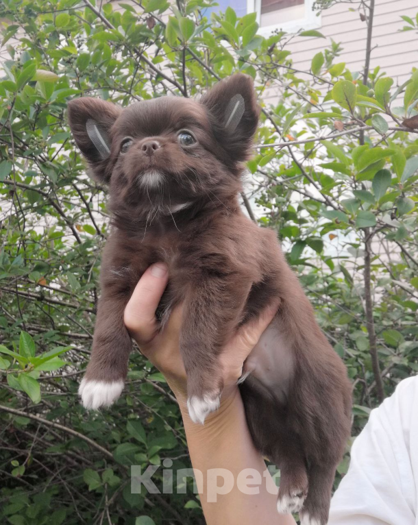 Собаки в Санкт-Петербурге: Чихуахуа дш Мальчик, 35 000 руб. - фото 4
