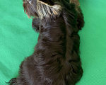 Собаки в Санкт-Петербурге: Мальчик шоколадного йорка ( документы НРКА) Мальчик, 50 000 руб. - фото 3