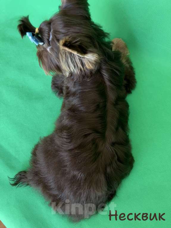 Собаки в Санкт-Петербурге: Мальчик шоколадного йорка ( документы НРКА) Мальчик, 50 000 руб. - фото 3