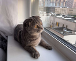 Кошки в других городах Московской области: Котенок Никки (9 месяцев) Мальчик, 5 000 руб. - фото 2