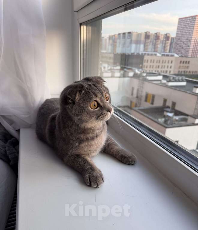 Кошки в других городах Московской области: Котенок Никки (9 месяцев) Мальчик, 5 000 руб. - фото 2