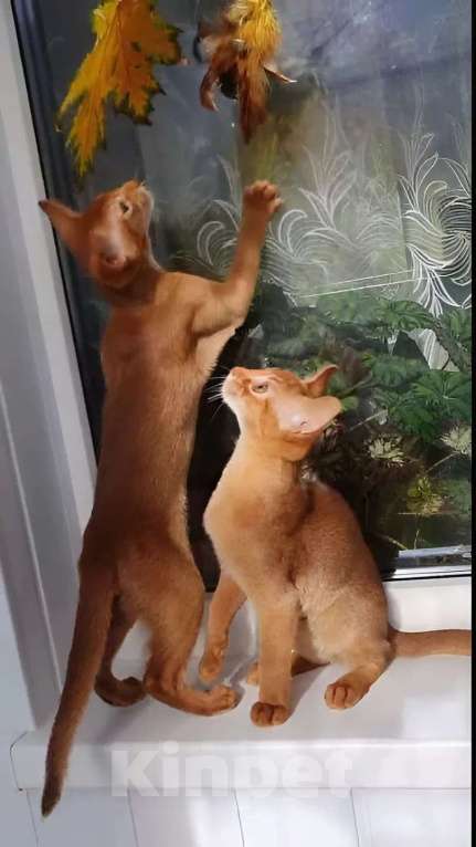 Кошки в Нижнем Новгороде: Абиссинская принцесса Девочка, Бесплатно - фото 3