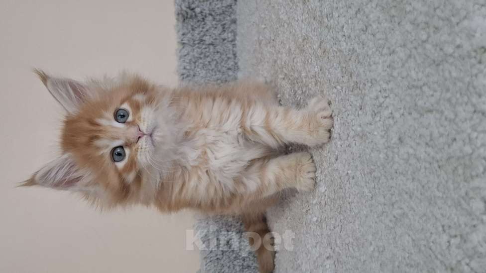 Кошки в Москве: Котята мейн кун Мальчик, 60 000 руб. - фото 2