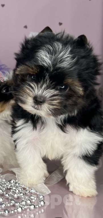 Собаки в Котельнике: Бивер терьер и Бивер блю Даймонд  Мальчик, 50 000 руб. - фото 3