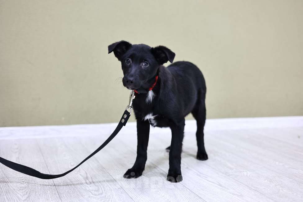 Собаки в Москве: Щенки бесплатно в Москве Девочка, Бесплатно - фото 5