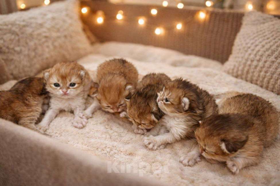 Кошки в других городах Московской области: Британские длинношерстные котята Мальчик, 50 000 руб. - фото 8