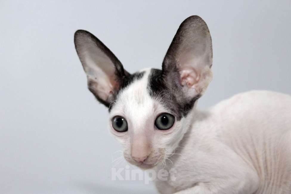 Кошки в Москве: Котик черный ван Лукас Мальчик, 70 000 руб. - фото 3