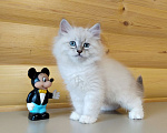 Кошки в Санкт-Петербурге: Невские маскарадные котята Мальчик, 50 000 руб. - фото 3