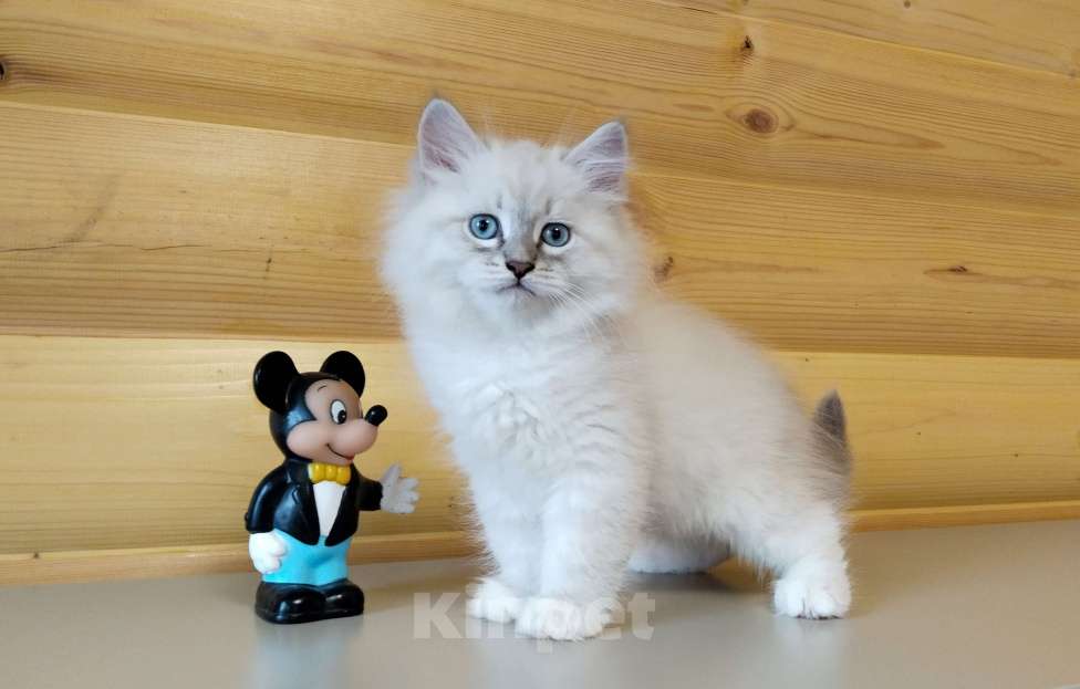 Кошки в Санкт-Петербурге: Невские маскарадные котята Мальчик, 50 000 руб. - фото 3