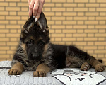 Собаки в других городах Липецкой области: Щенки немецкой овчарки Мальчик, 40 000 руб. - фото 1
