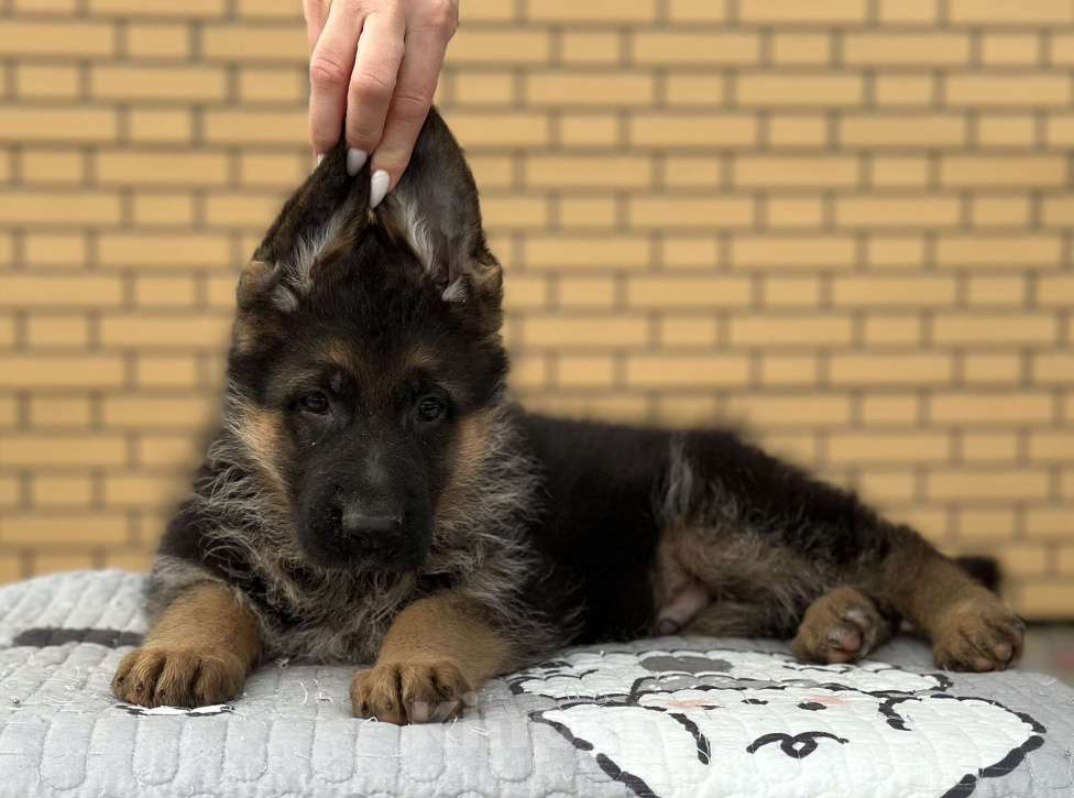 Собаки в других городах Липецкой области: Щенки немецкой овчарки Мальчик, 40 000 руб. - фото 1