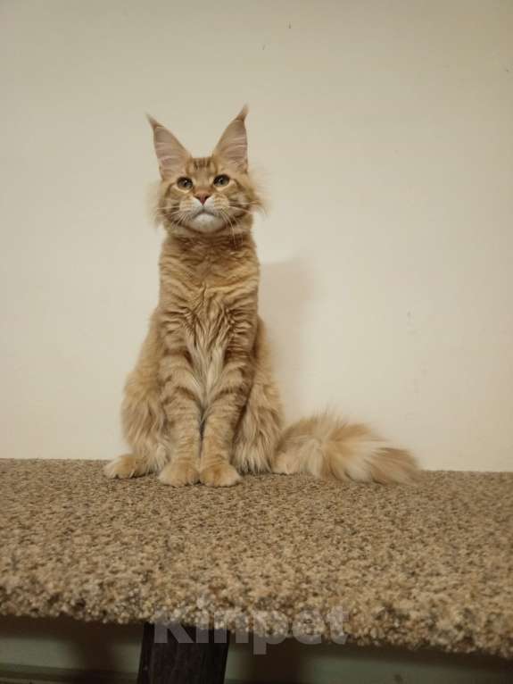 Кошки в Владимире: Кот , мейн-кун , красный тигр Мальчик, 45 000 руб. - фото 3