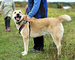 Собаки в Наро-Фоминске: Умка – наиумнейший  Мальчик, Бесплатно - фото 9