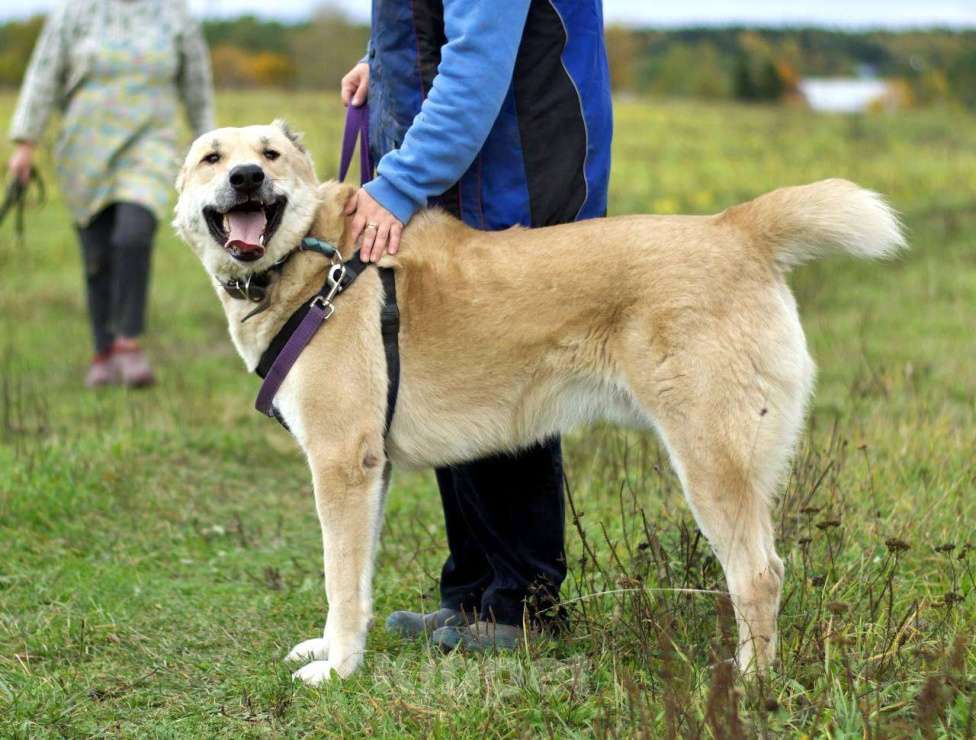 Собаки в Наро-Фоминске: Умка – наиумнейший  Мальчик, Бесплатно - фото 9