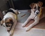 Собаки в Балашихе: Лиза ищет дом Девочка, 1 руб. - фото 3