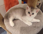 Кошки в других городах Московской области: Серебристая шиншилла скоттиш-страйт мальчик Мальчик, 15 000 руб. - фото 2