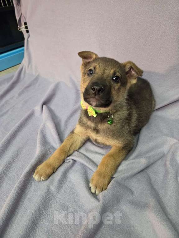 Собаки в Москве: Щенок размером с кошку Мальчик, Бесплатно - фото 3