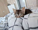 Кошки в Воронеже: Котёнок Чмоня ищет дом Мальчик, Бесплатно - фото 1