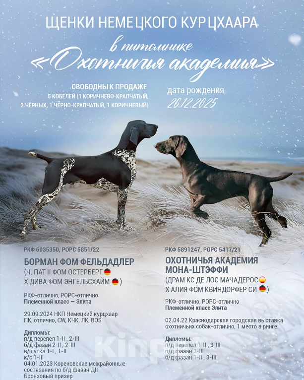 Собаки в Краснодаре: Питомник немецких курцхааров Охотничья Академия Мальчик, 50 руб. - фото 2
