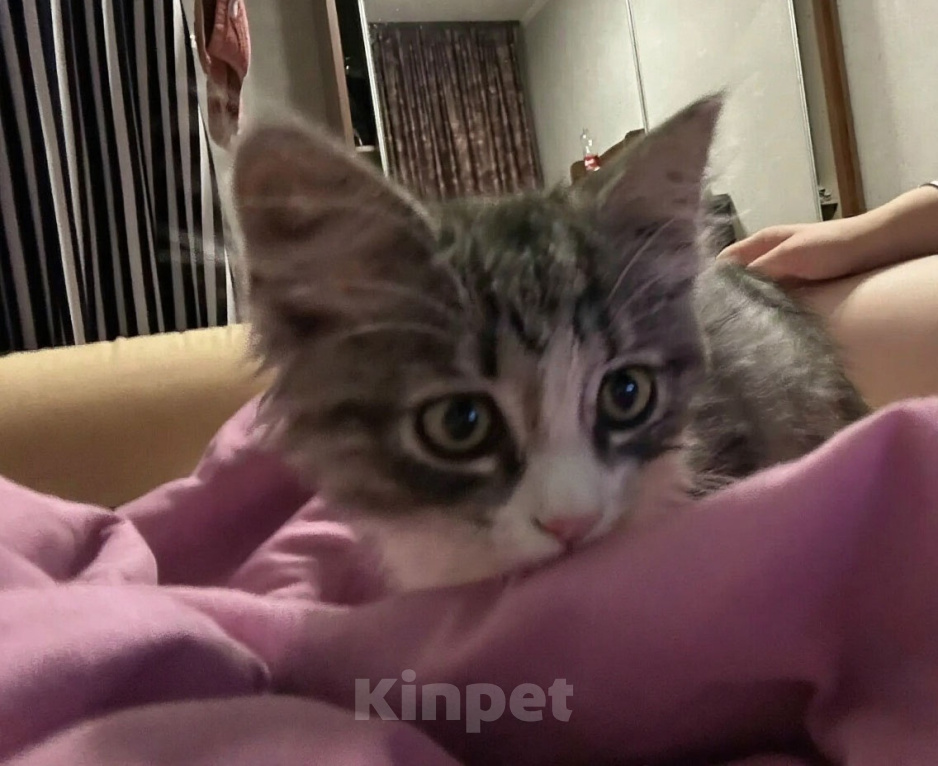 Кошки в Москве: Милый котенок Тим Мальчик, Бесплатно - фото 4