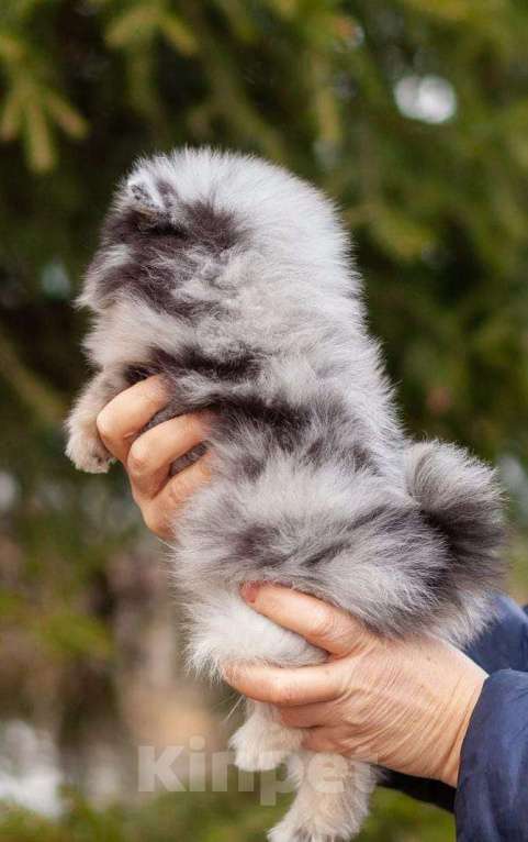 Собаки в Москве: ПОМЕРАНСКИЙ ШПИЦ Девочка, 85 000 руб. - фото 4