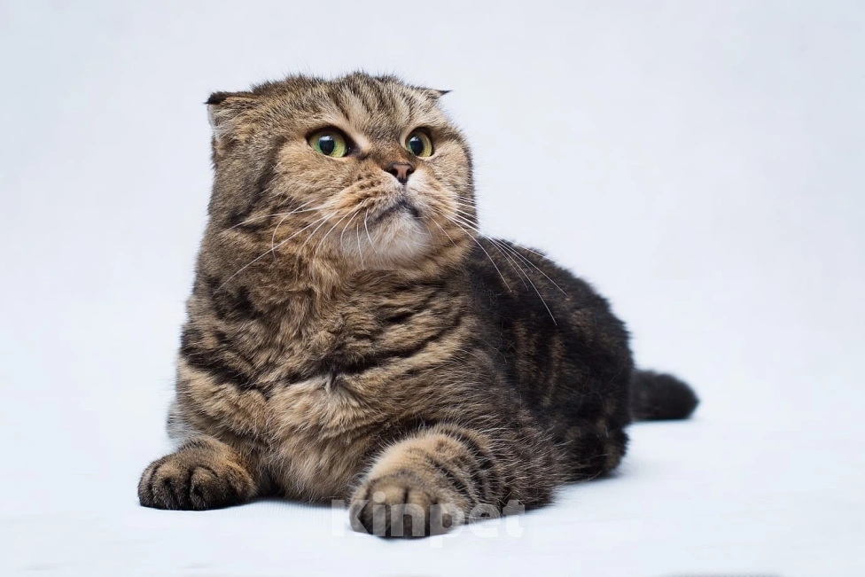 Кошки в Москве: Малинка 3 года ждет свою семью, но никто ее не забирает Девочка, Бесплатно - фото 4