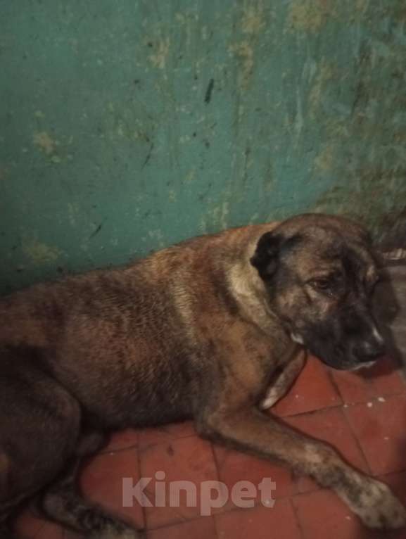 Собаки в Ростове-на-Дону: Пропавший кобель нашли Мальчик, Бесплатно - фото 5