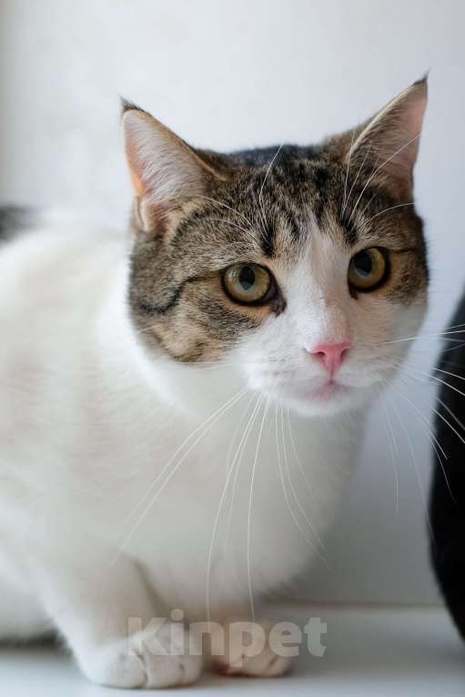 Кошки в Санкт-Петербурге: Тëма из приюта в добрые руки Мальчик, Бесплатно - фото 7