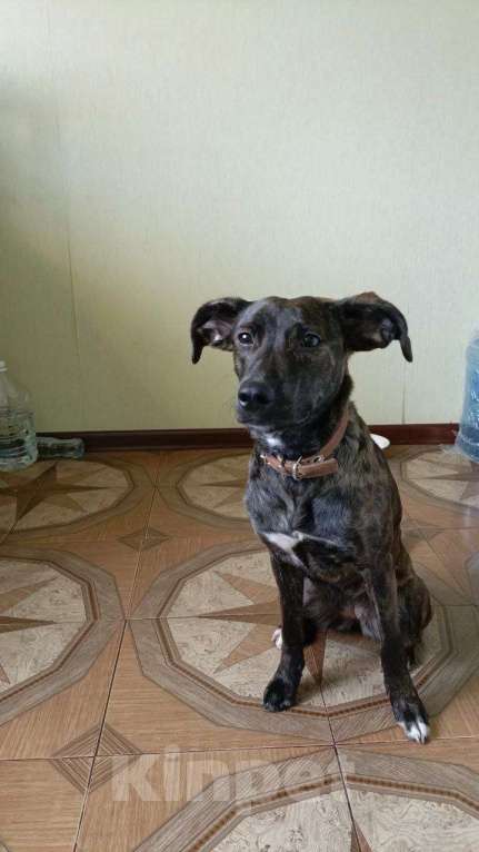 Собаки в Ростове-на-Дону: Внимание, внимание❣️   Пристраивается невероятная девочка.  Девочка, Бесплатно - фото 5