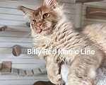Кошки в Наро-Фоминске: Billy . Male. MCO d Born 27.12.24 Мальчик, 150 000 руб. - фото 5