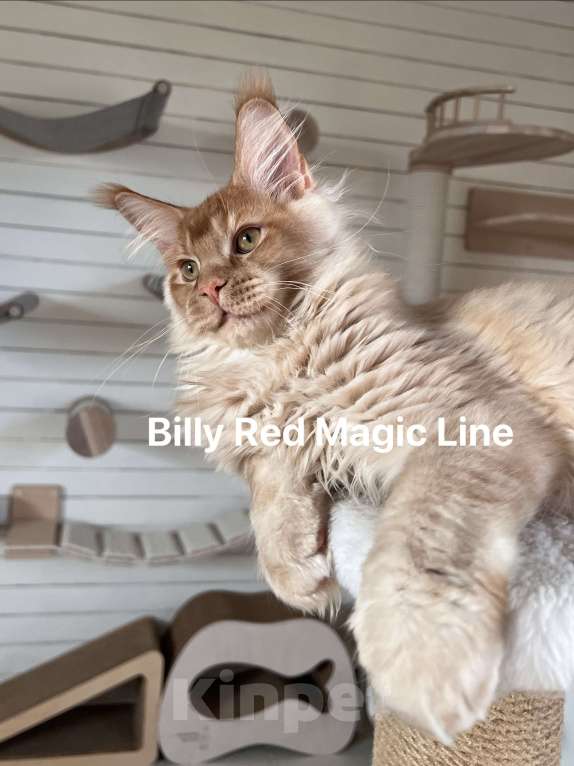 Кошки в Наро-Фоминске: Billy . Male. MCO d Born 27.12.24 Мальчик, 150 000 руб. - фото 5