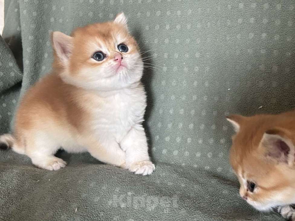 Кошки в Москве: Золотая шиншилла Девочка  Девочка, 50 000 руб. - фото 3