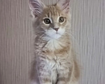 Кошки в Одинцово: Котёнок Мейн-кун Девочка, 30 000 руб. - фото 1