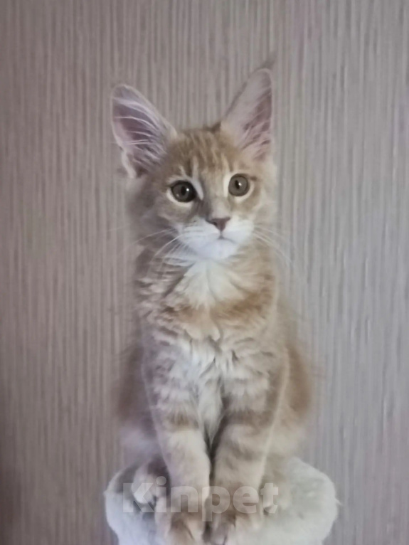 Кошки в Одинцово: Котёнок Мейн-кун Девочка, 30 000 руб. - фото 1