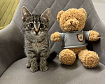 Кошки в Екатеринбурге: Чудесные котята в добрые руки Мальчик, Бесплатно - фото 1