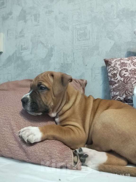 Собаки в Красноярске: Тайсон - стафф Мальчик, 15 000 руб. - фото 1