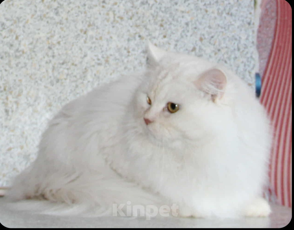 Кошки в Екатеринбурге: Сибирский котик Мальчик, Бесплатно - фото 2