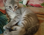 Кошки в Воронеже: Кошечка Девочка, Бесплатно - фото 9