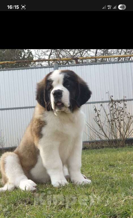 Собаки в Балаково: Бетховен Мальчик, 70 000 руб. - фото 4