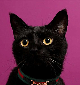 Объявление: Черный котенок-подросток Гудини в дар, 1 руб., Москва