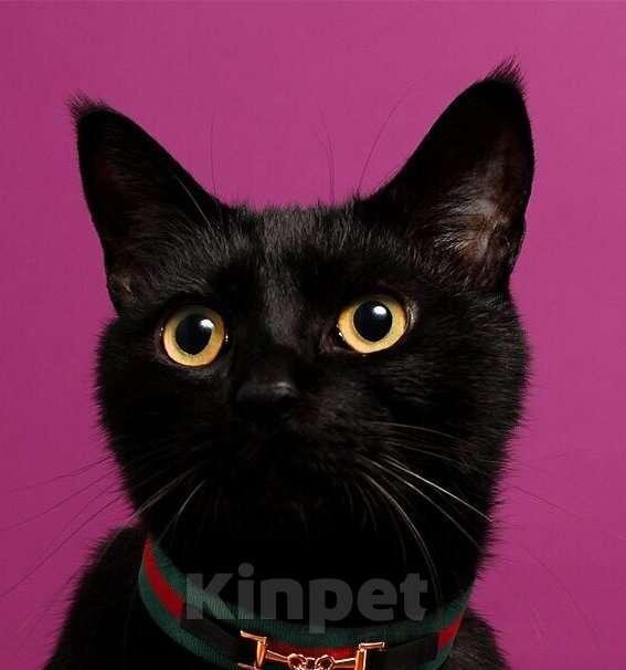 Кошки в Москве: Черный котенок-подросток Гудини в дар Мальчик, 1 руб. - фото 1