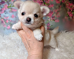 Собаки в Москве: Нежная Зефиринка Девочка, 75 000 руб. - фото 4