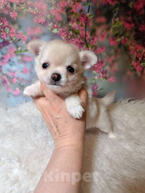 Собаки в Москве: Нежная Зефиринка Девочка, 75 000 руб. - фото 4