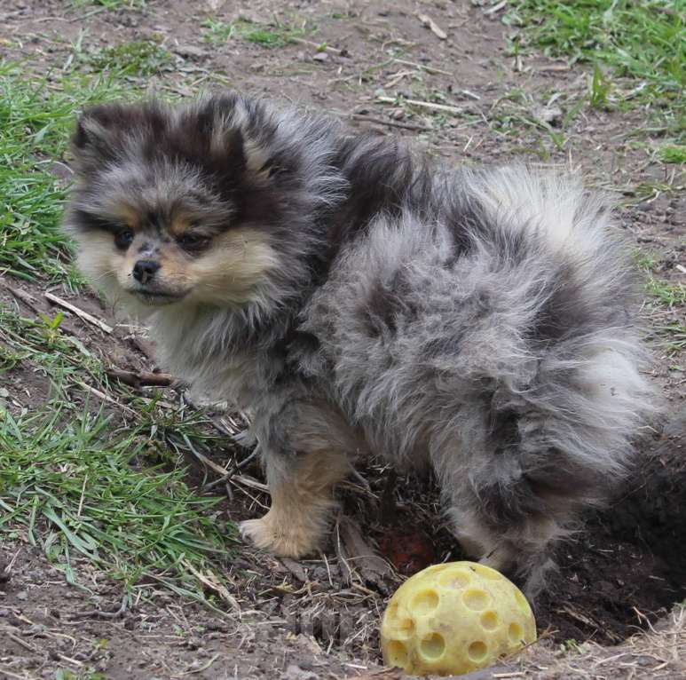 Собаки в Москве: девочка мерле Девочка, 50 000 руб. - фото 3