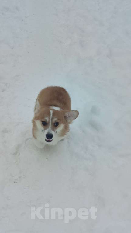 Собаки в Москве: Девочка сказка Вельш корги пемброк  Девочка, 55 000 руб. - фото 6