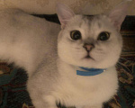 Кошки в Нытве: Кот на Вязку чисто кровная шиншилла, 1 000 руб. - фото 3