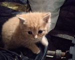 Кошки в Усолье: Золотой котик, приносит удачу и достаток, 500 руб. - фото 1
