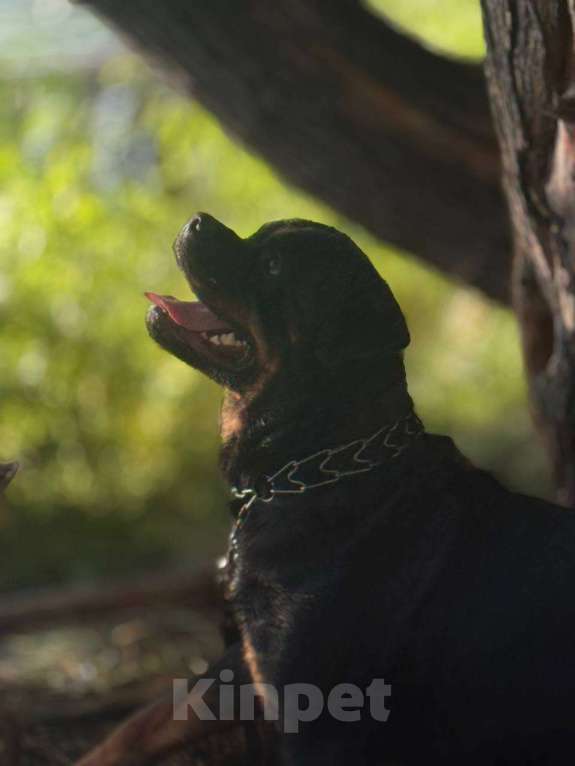 Собаки в Челябинске: Красивые щенки ротвейлера  Девочка, 15 руб. - фото 2