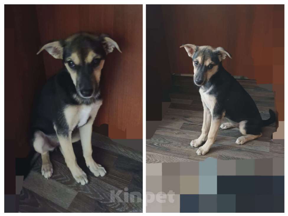 Собаки в Санкт-Петербурге: Щенок в добрые руки бесплатно  Девочка, Бесплатно - фото 2